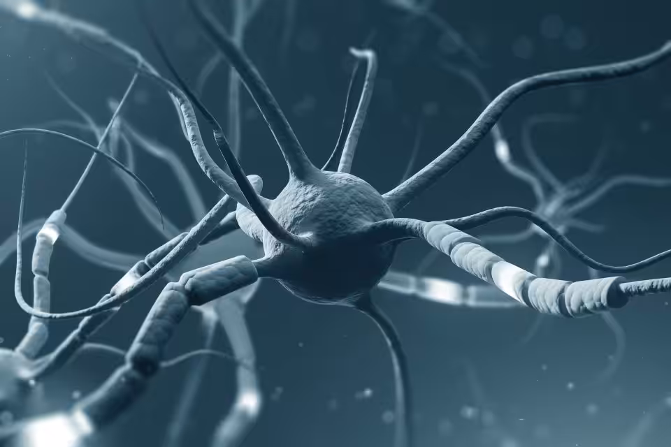 Close-up illustration of neurons with branching dendrites and axons, shown in a blue-toned, scientific style background.